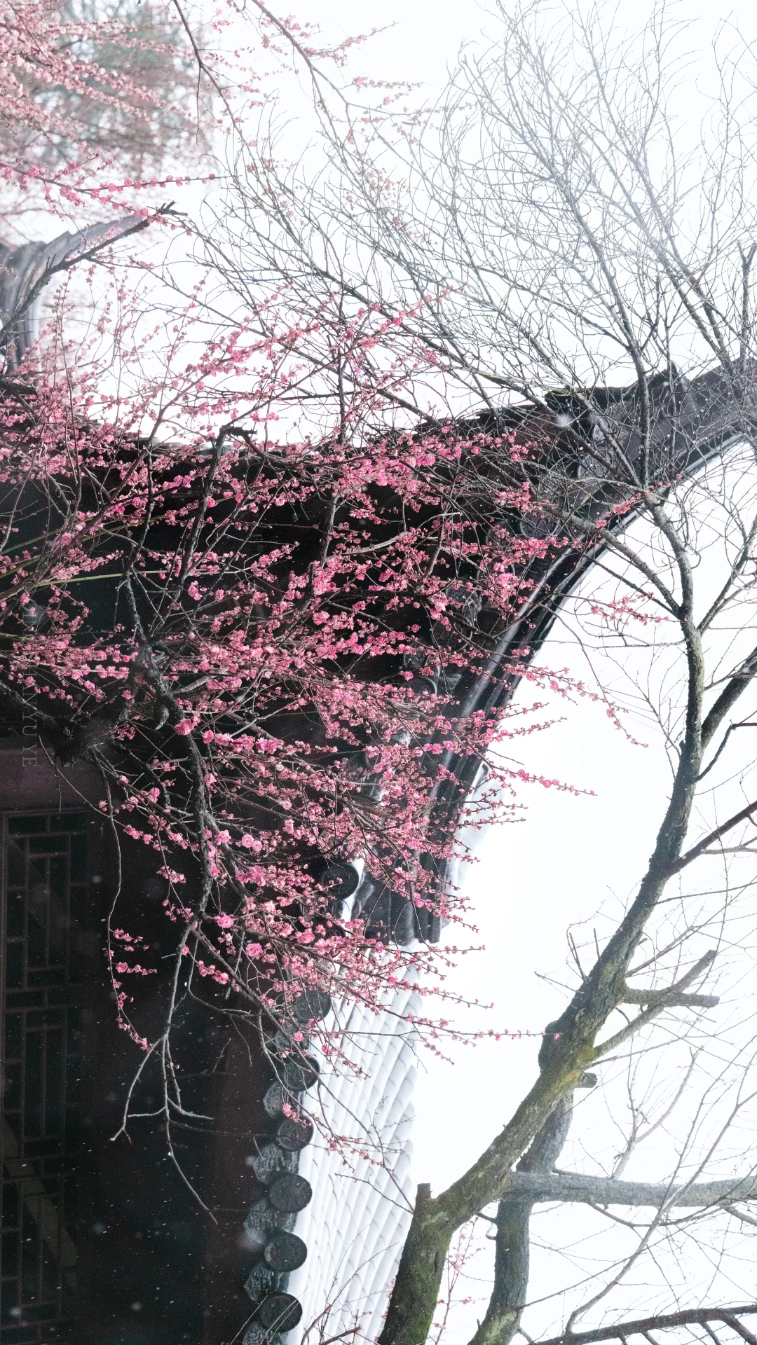 全屏封神挑战｜来看看18岁女摄拍的南京