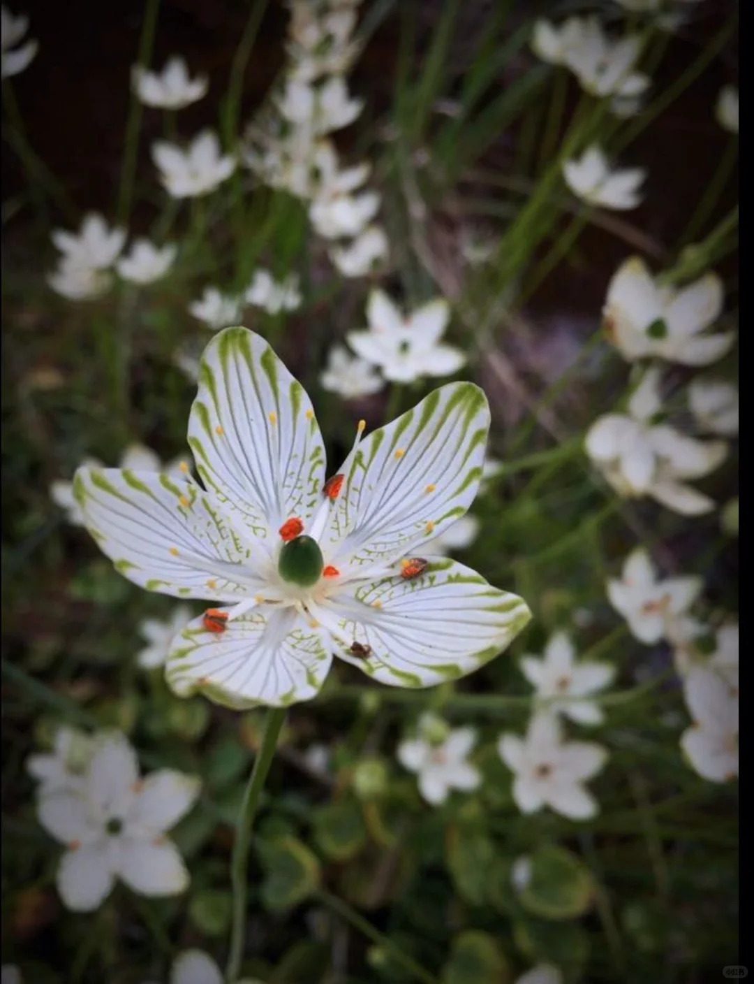 在山林间邂逅“翡翠精灵”✨梅花草