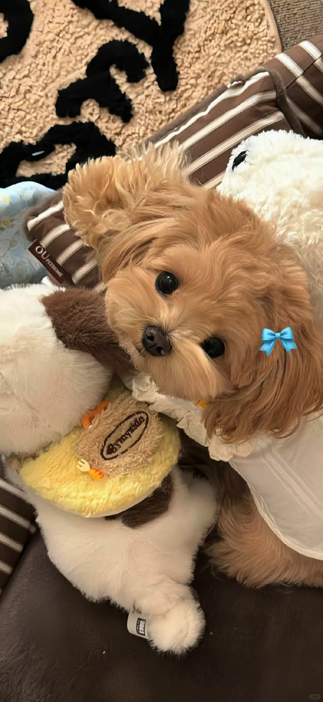 ins风高清壁纸ʕु•̫͡•ʔु ✧