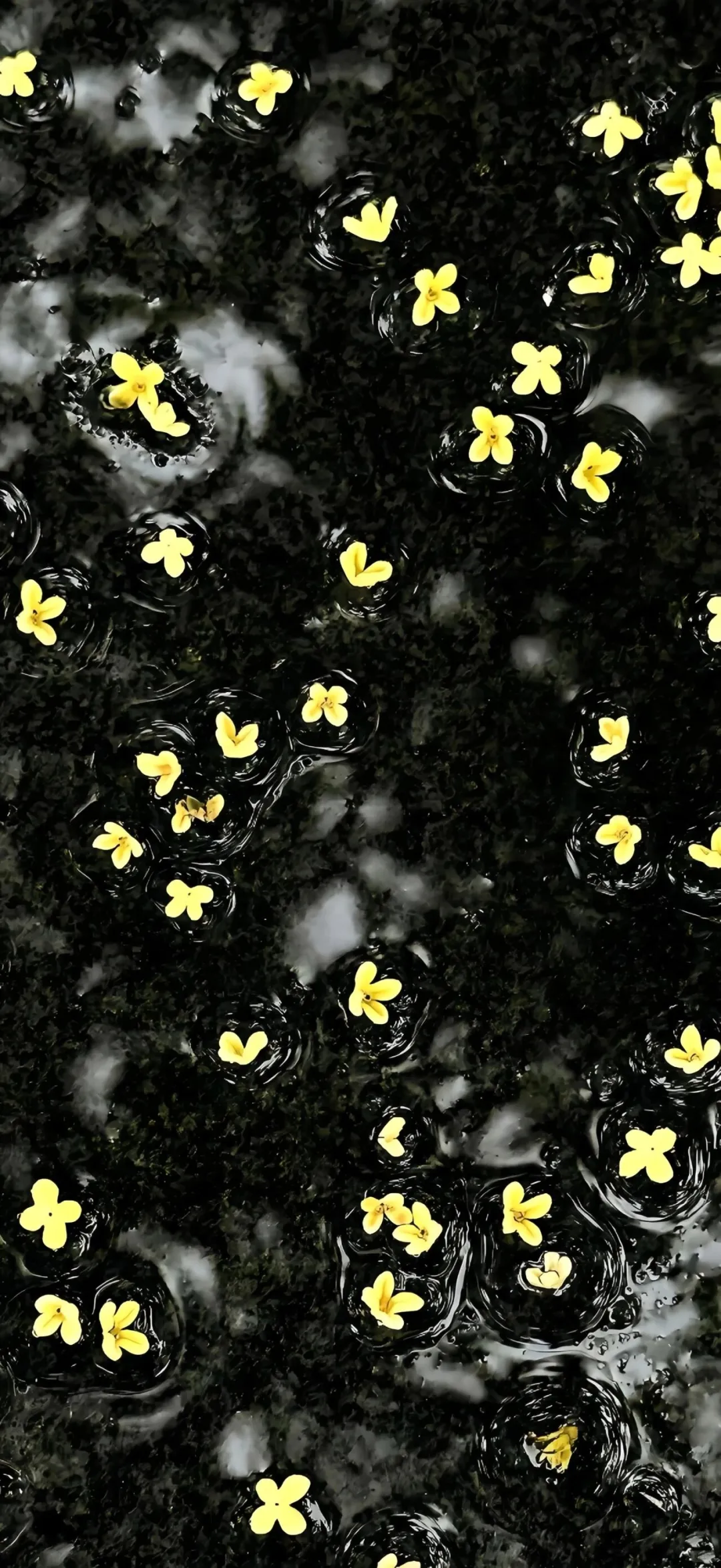 黑色系壁纸‖🖤