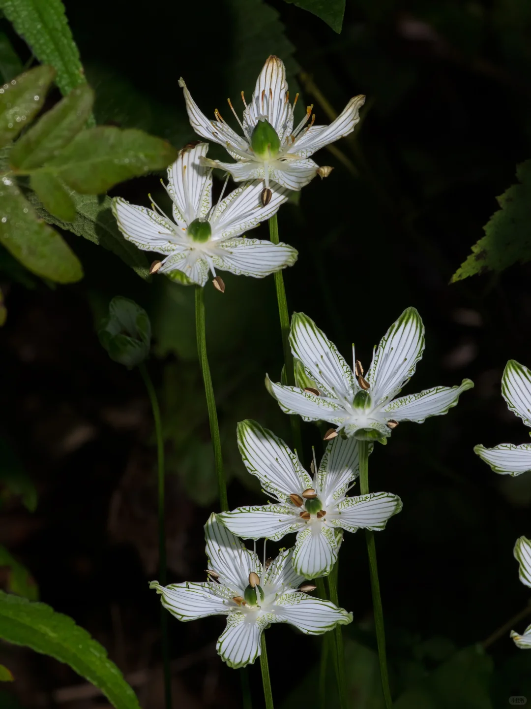 在山林间邂逅“翡翠精灵”✨梅花草