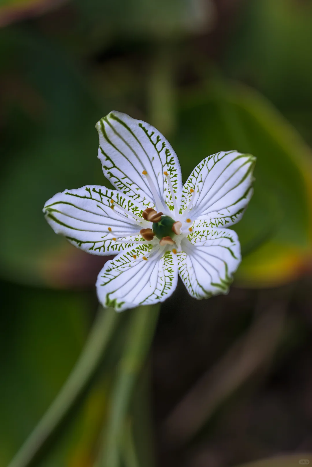 在山林间邂逅“翡翠精灵”✨梅花草