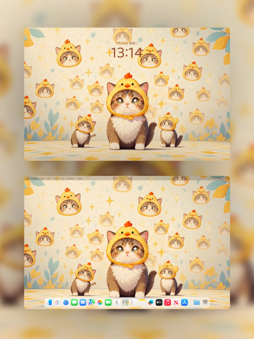 新8k超清壁纸！！治愈小猫🐱