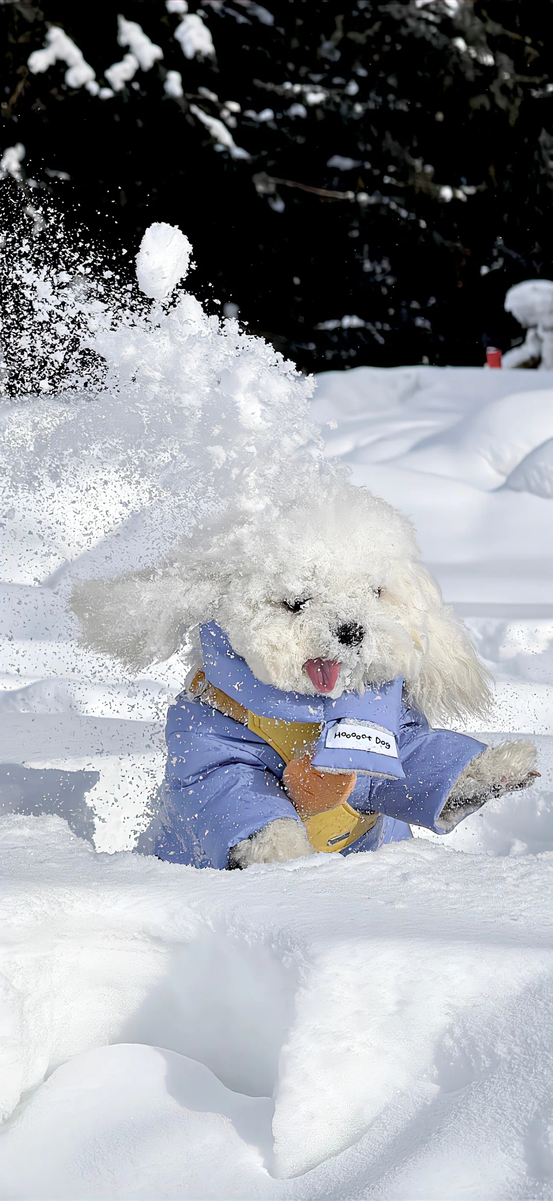 𝐒𝐡𝐚𝐫𝐞丨ins小众壁纸❄