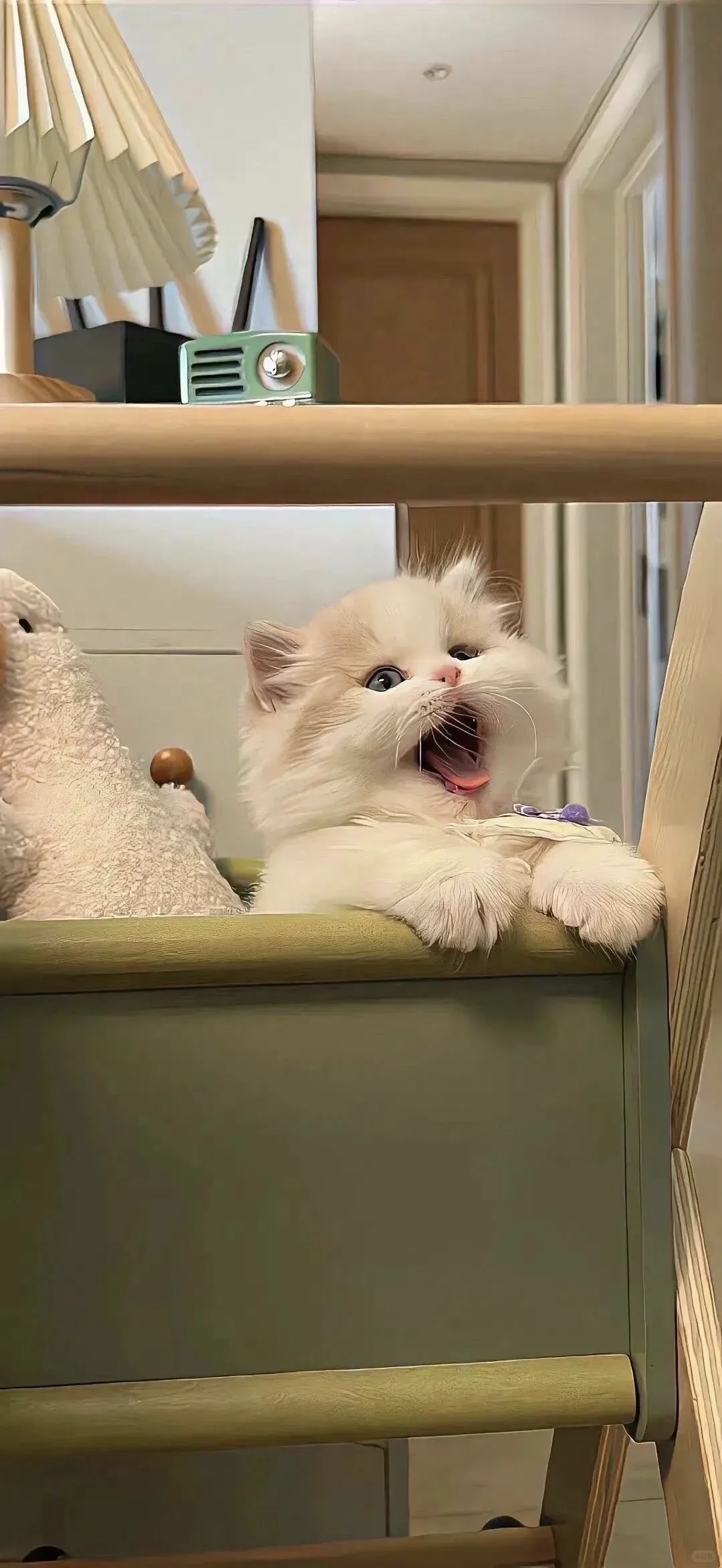 𝙒𝙚𝘾𝙝𝙖𝙩｜可爱小猫壁纸