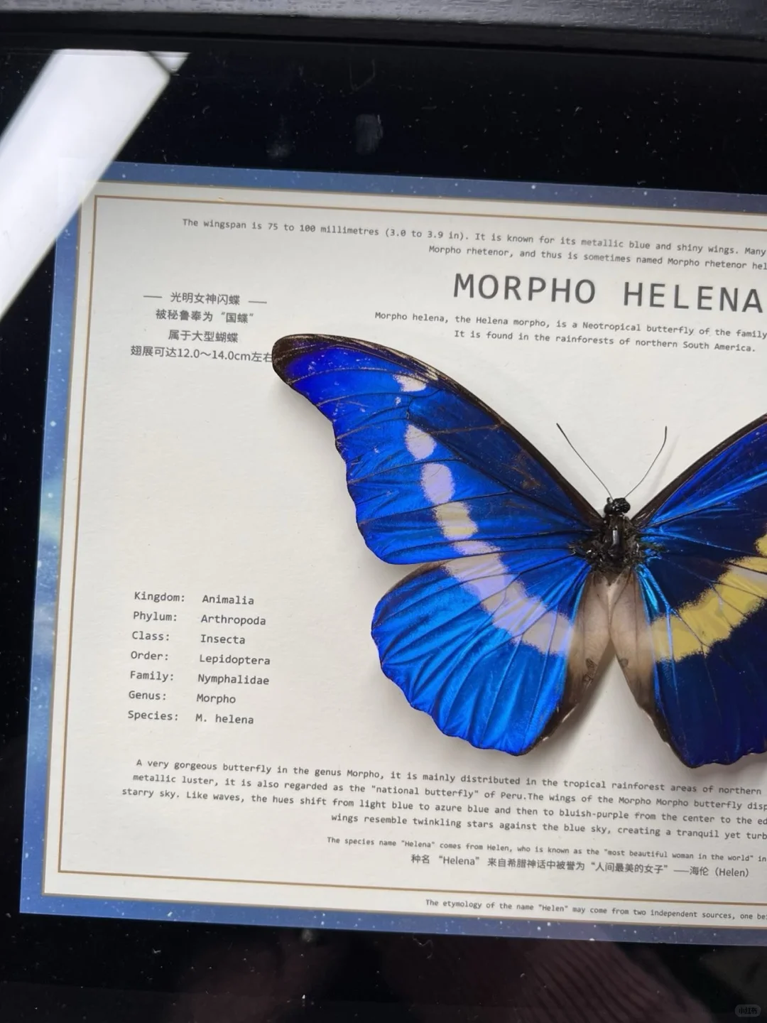 光明女神，这两只怎么选啊？499值不？