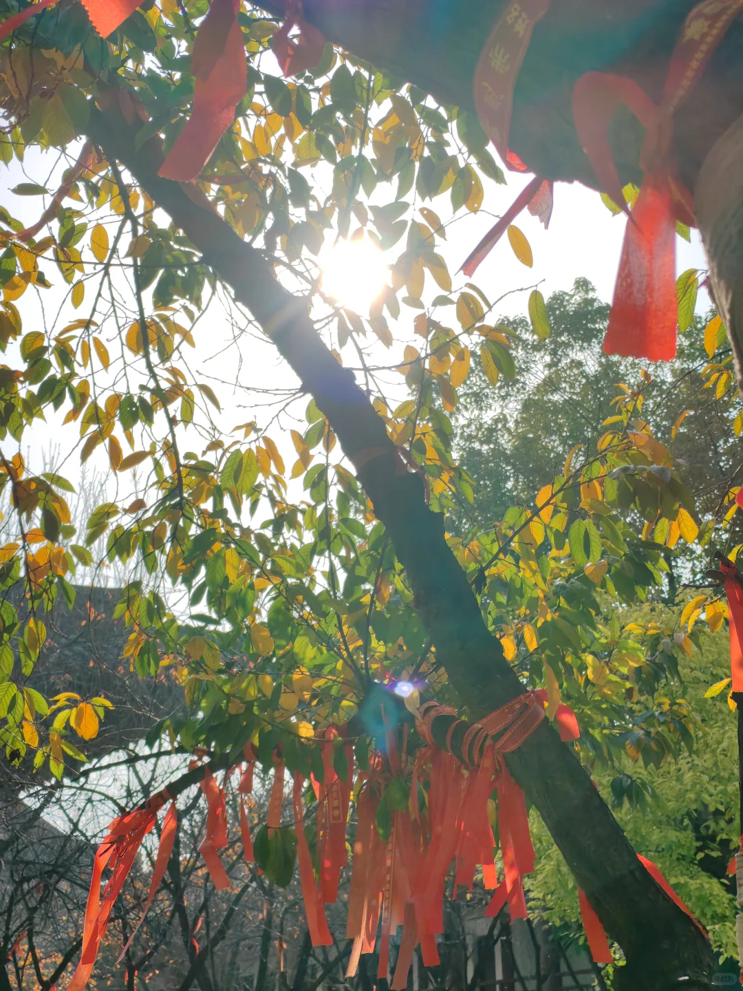 来西安的第三年秋🍁