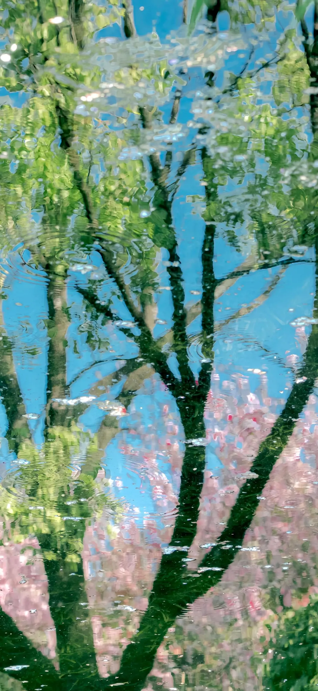 𝗦𝗵𝗮𝗿𝗲丨壁纸