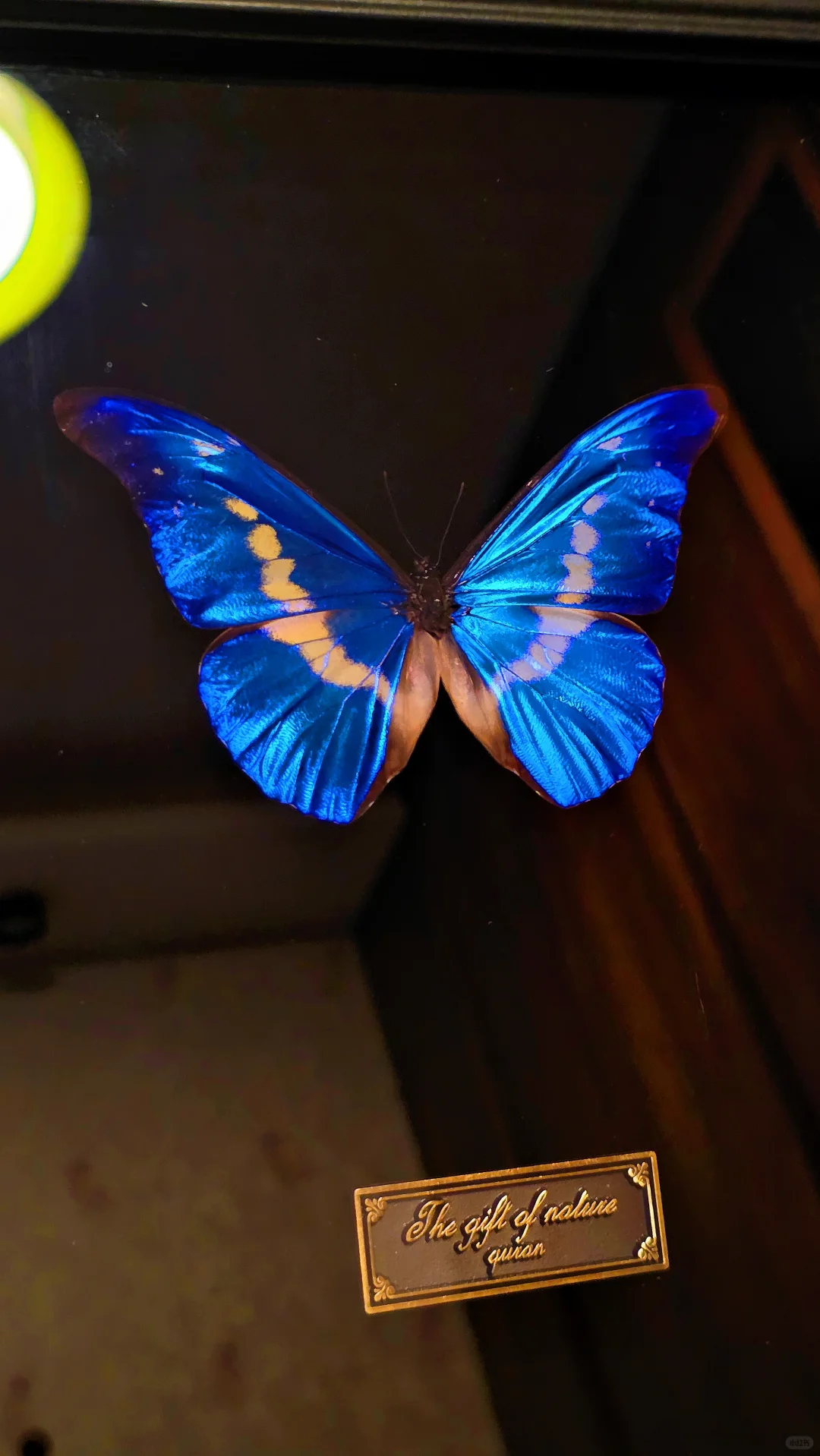 蝴蝶墙 —— 很nice的软装