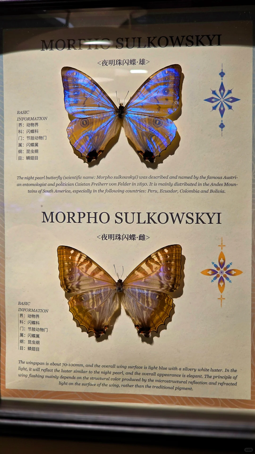 蝴蝶墙 —— 很nice的软装