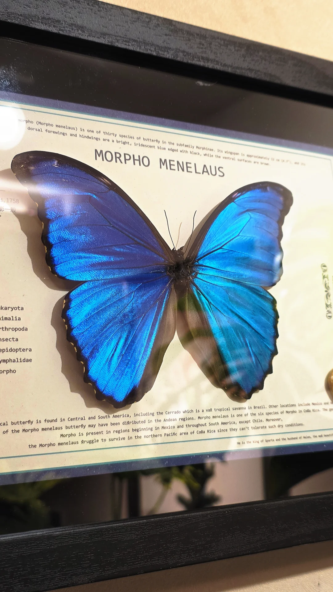 蝴蝶墙 —— 很nice的软装