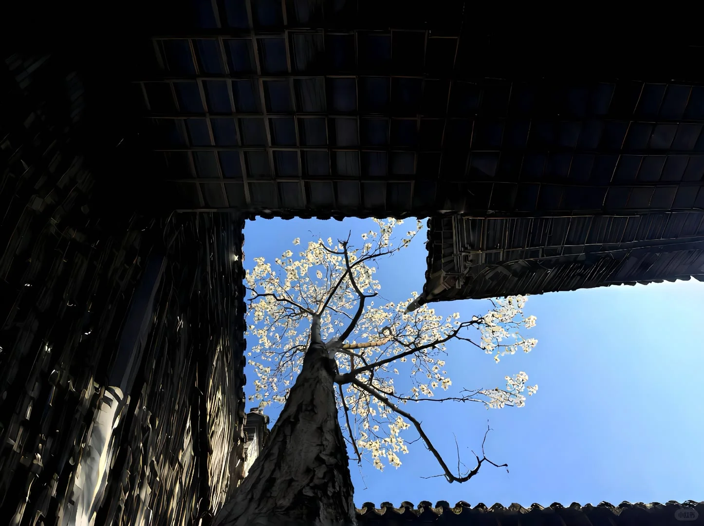 𝑺𝒉𝒂𝒓𝒆 | iPad壁纸