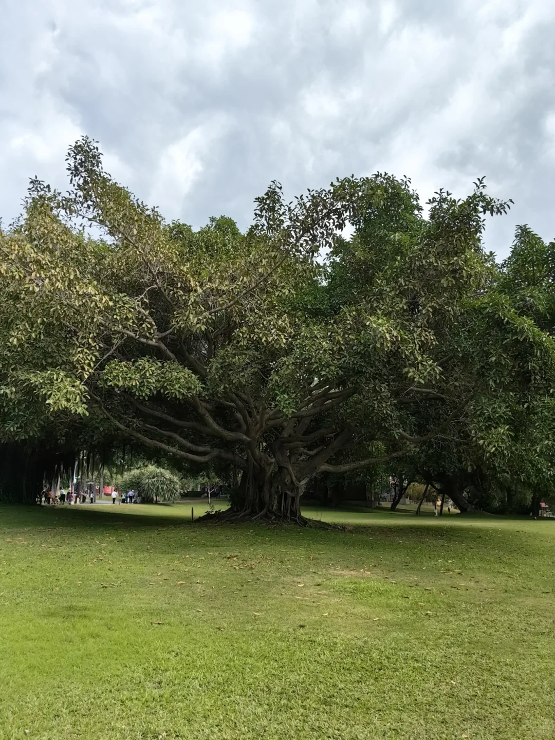 中国红自带活力❤️🍃