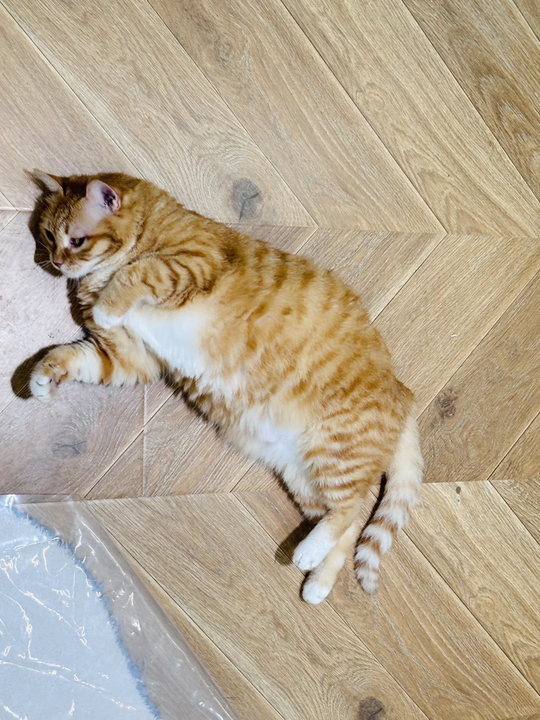 会撒娇的长得好看的你选哪个？