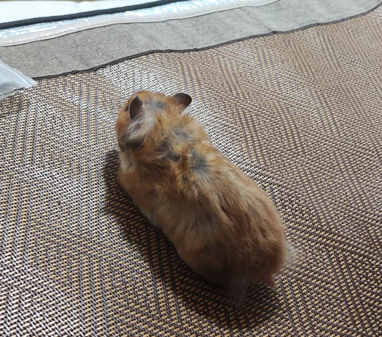 身材匀称的胖子