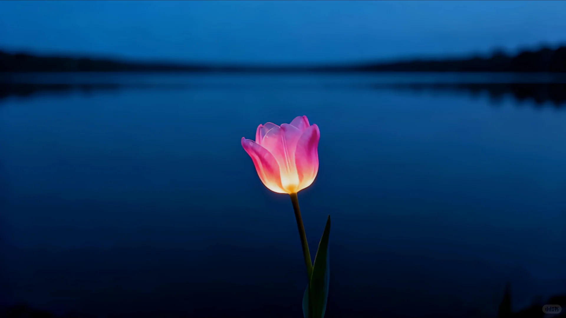 【动态壁纸】浪漫的是郁金香