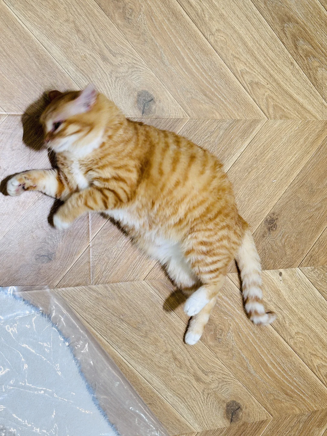 会撒娇的长得好看的你选哪个？