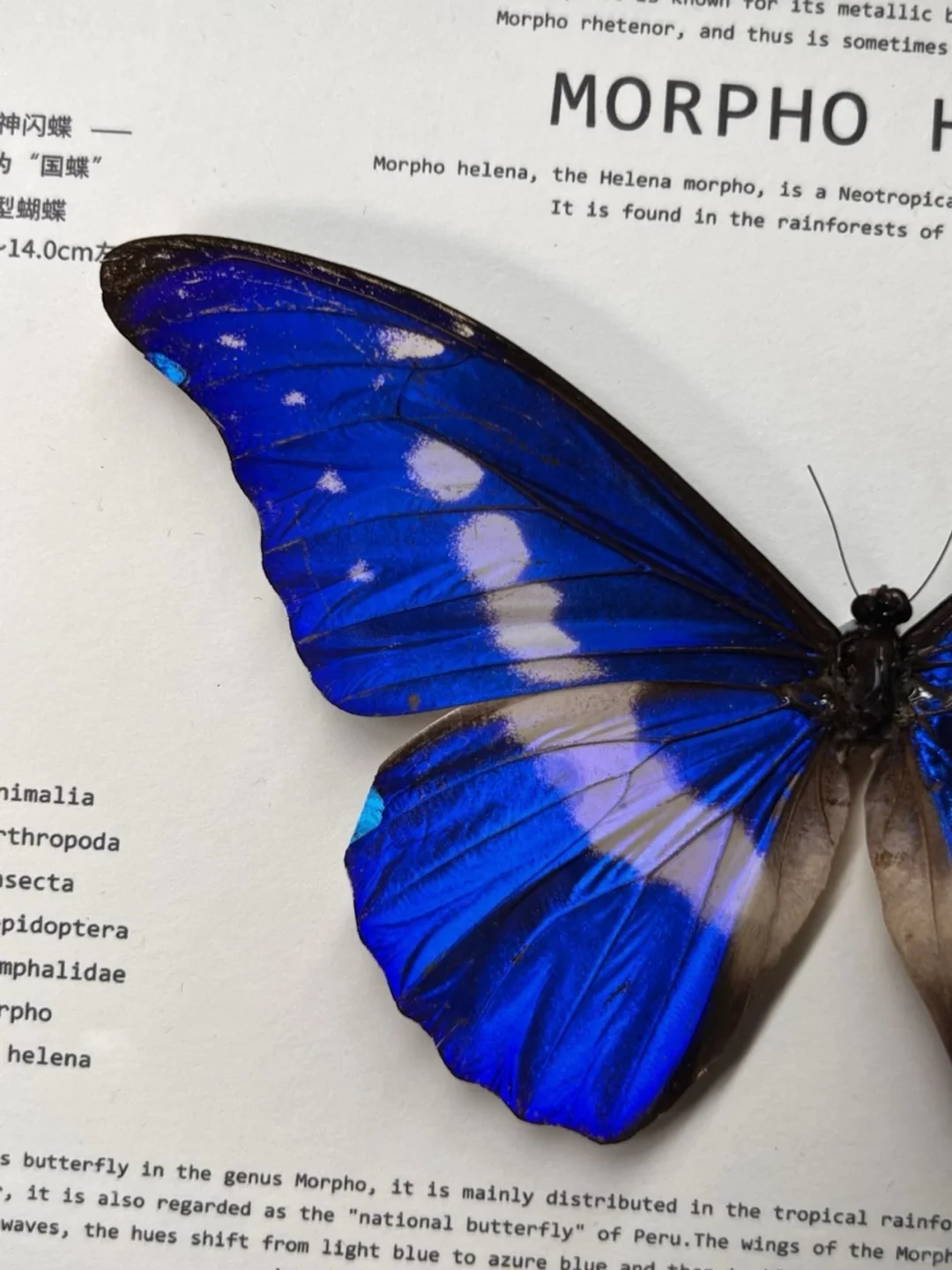 光明女神，这两只怎么选啊？499值不？