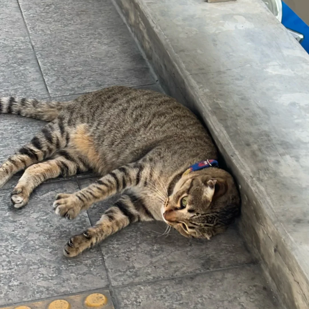 被甜美的泰国MM要联系方式