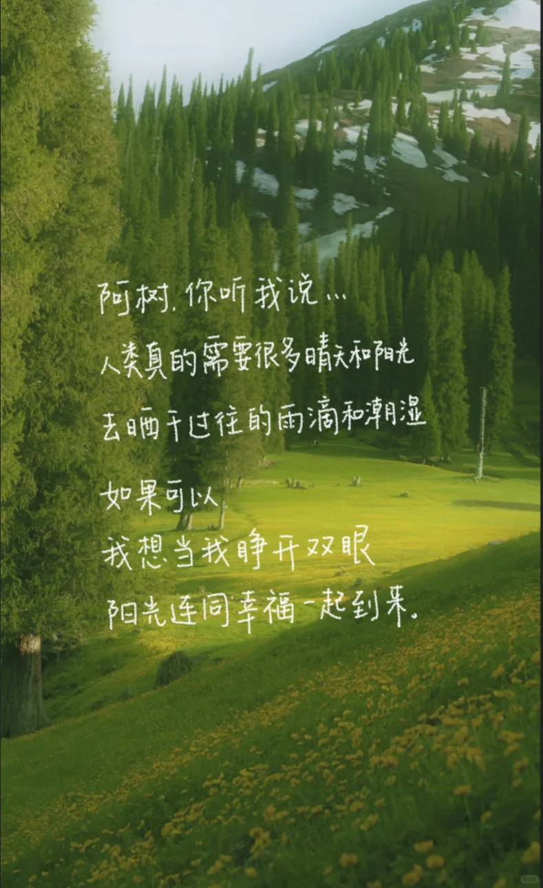 森系壁纸｜你好阿树🌲