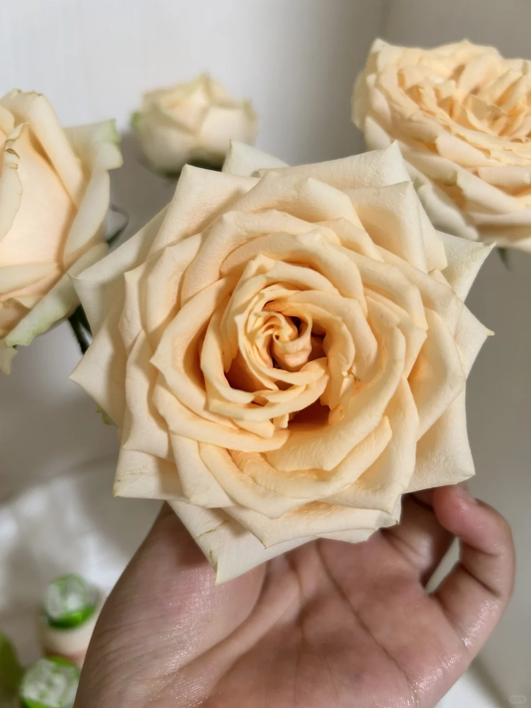 啊啊啊啊啊啊怎么可以这么美！