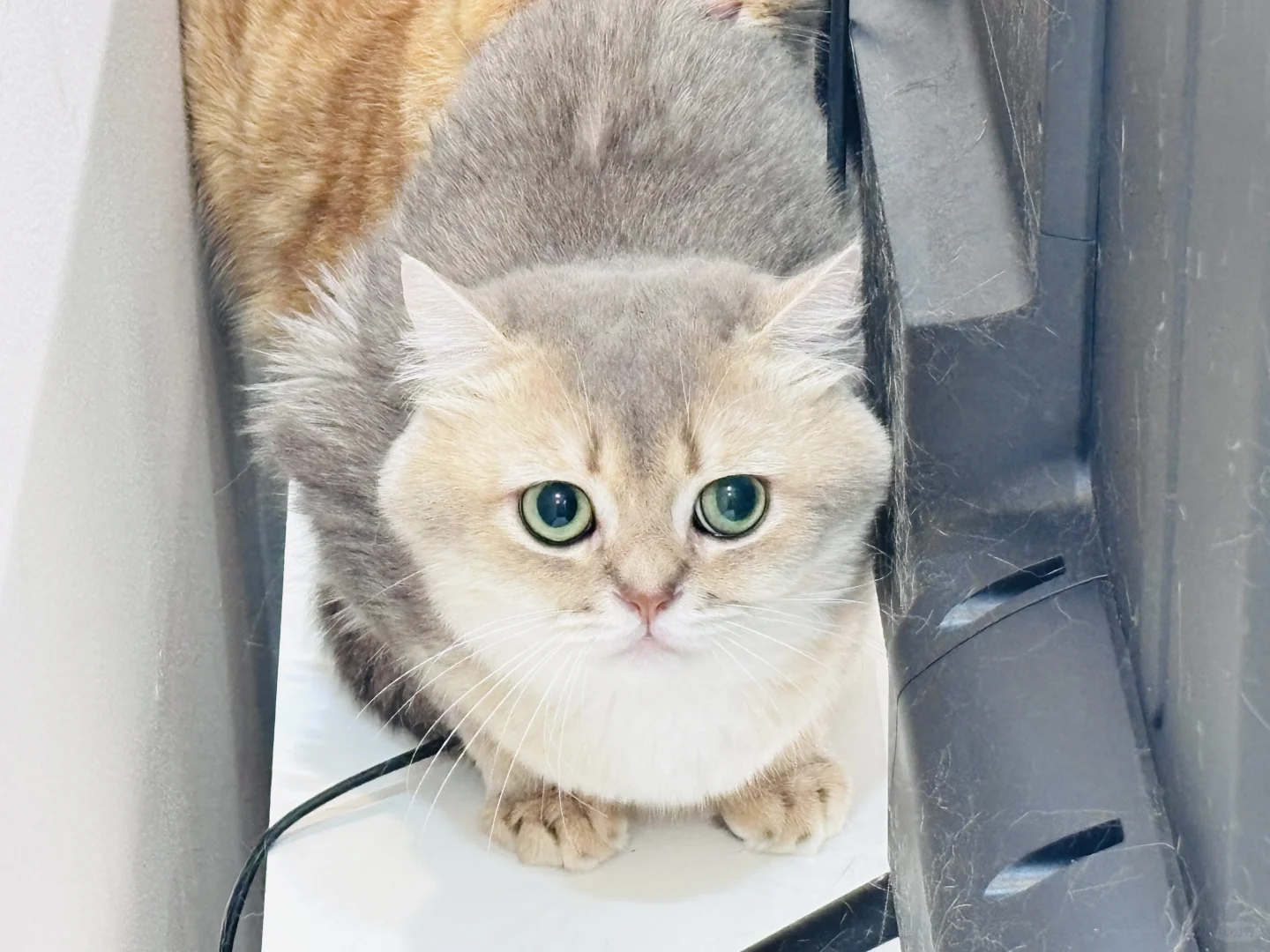 会撒娇的长得好看的你选哪个？