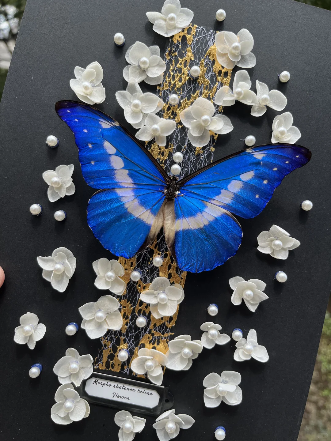 光明女神蝶就是好看！