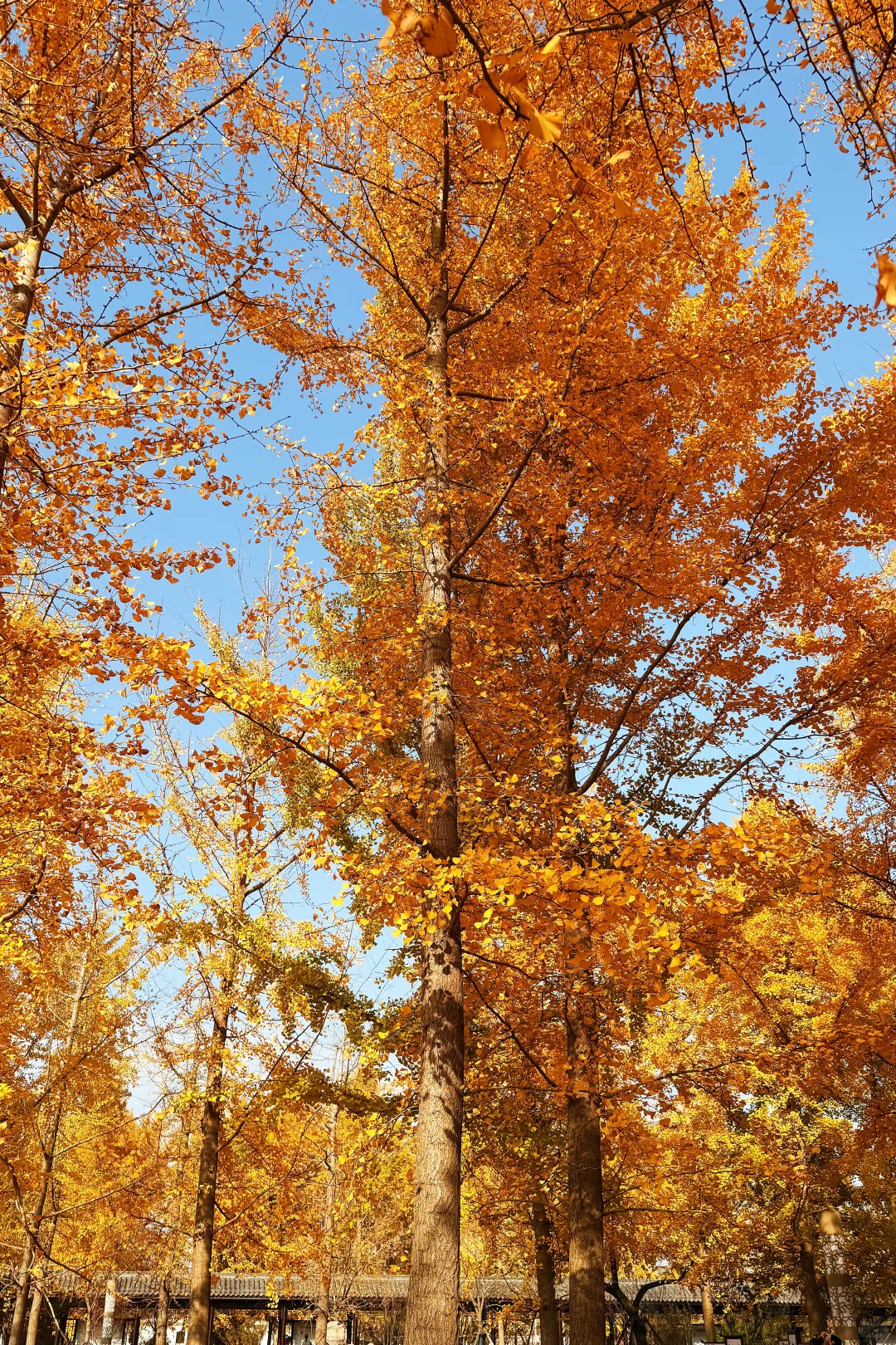 180斤｜你还年轻 不懂珠圆玉润的魅力