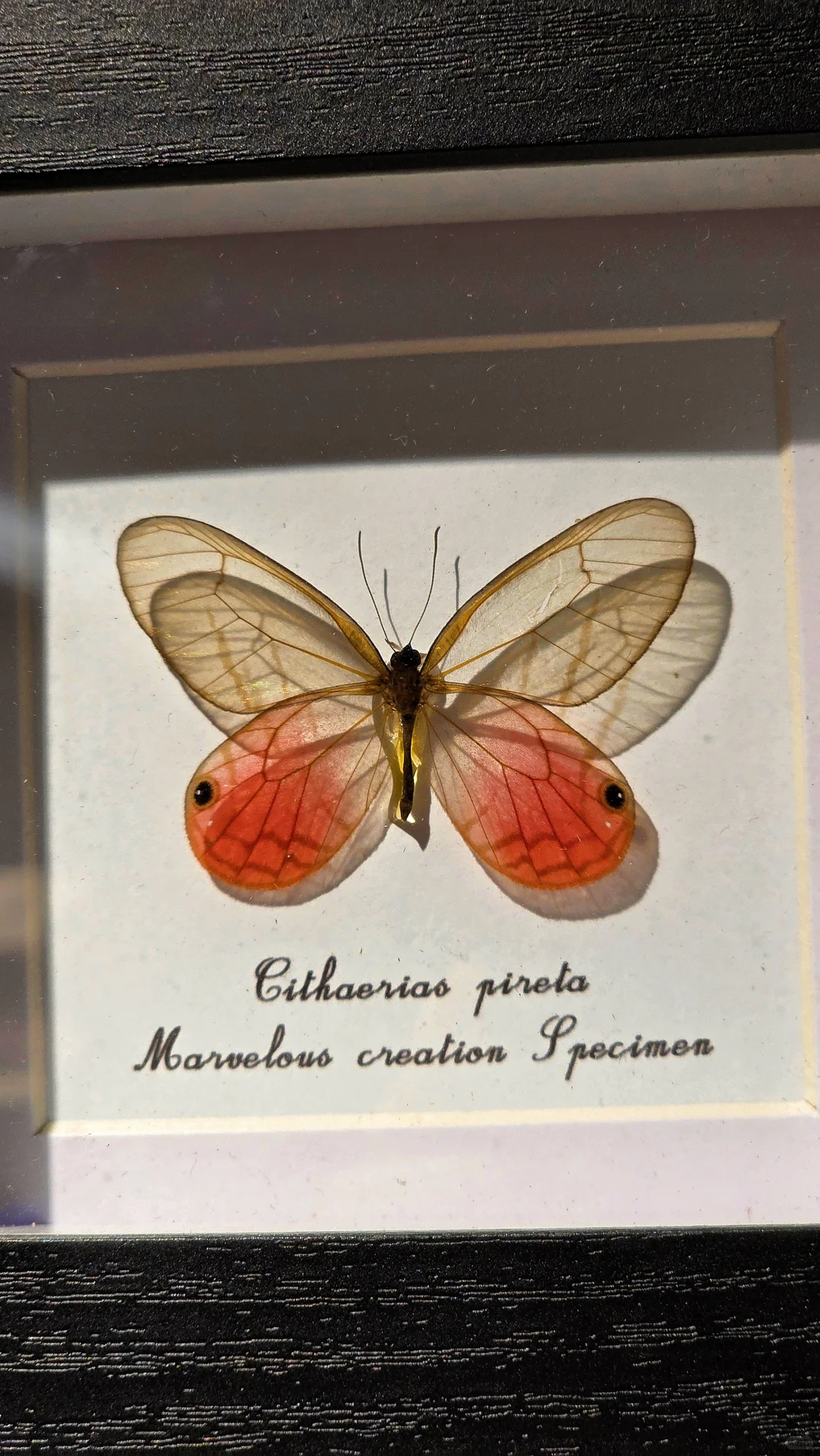 蝴蝶墙 —— 很nice的软装