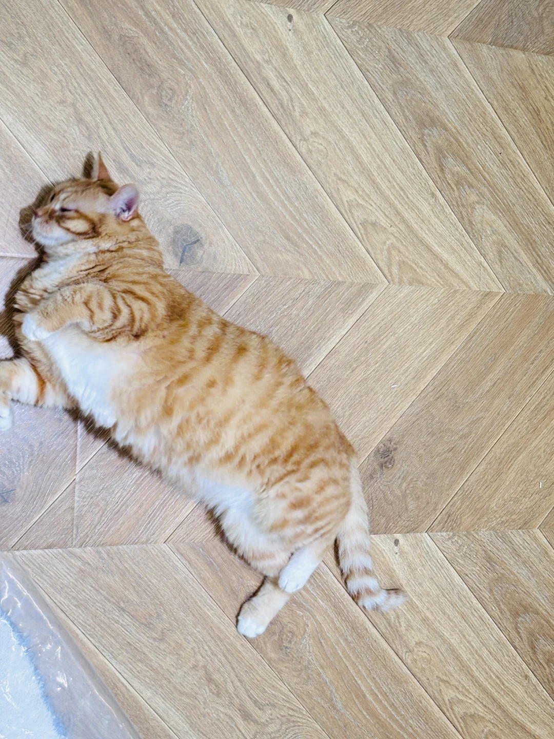 会撒娇的长得好看的你选哪个？