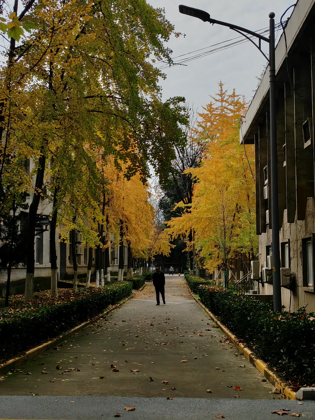 来西安的第三年秋🍁