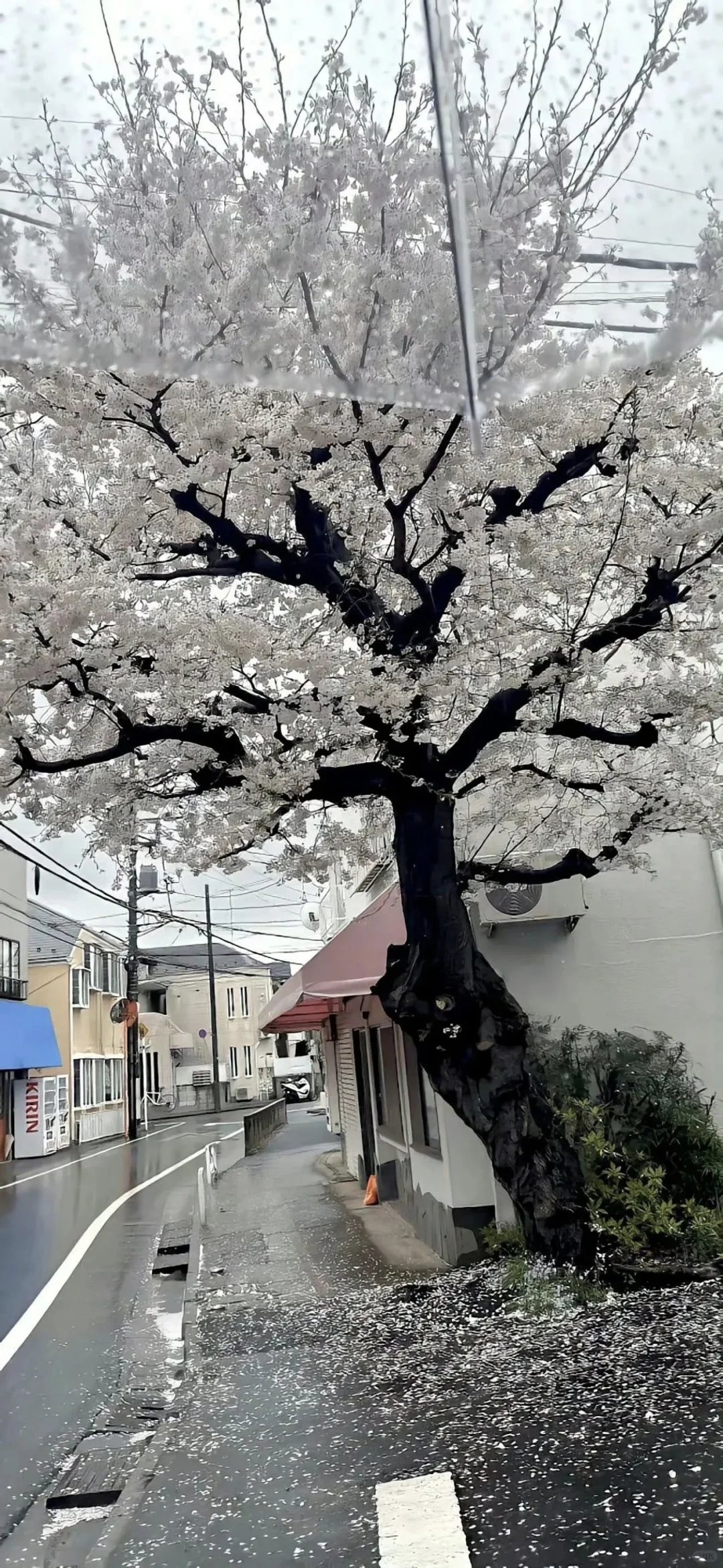 share | ins风清冷感壁纸