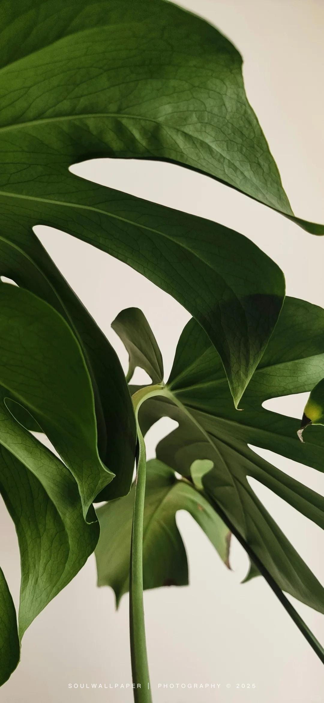 Kyoto Diary🗻丨壁纸Wallpaper