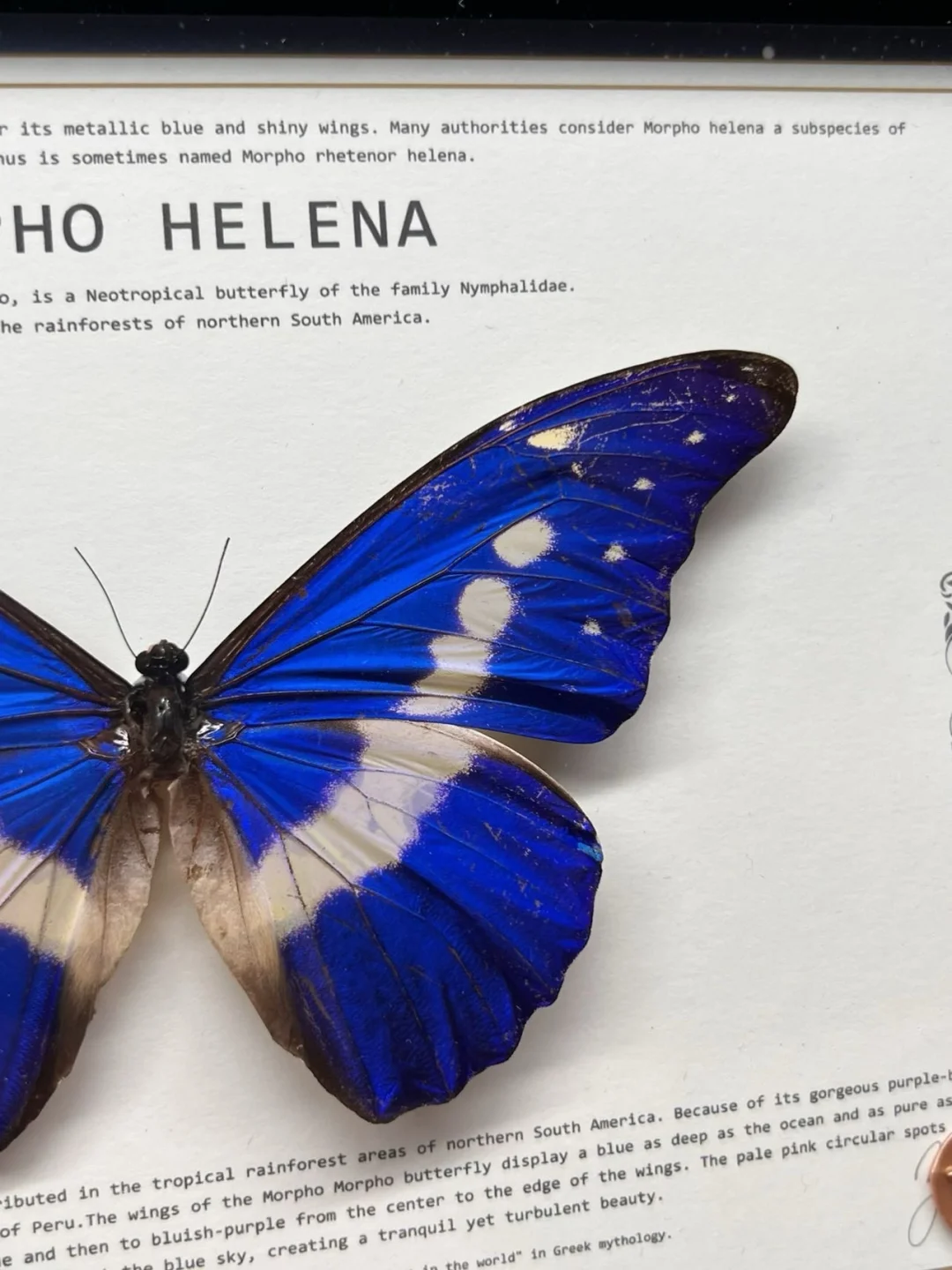 光明女神，这两只怎么选啊？499值不？