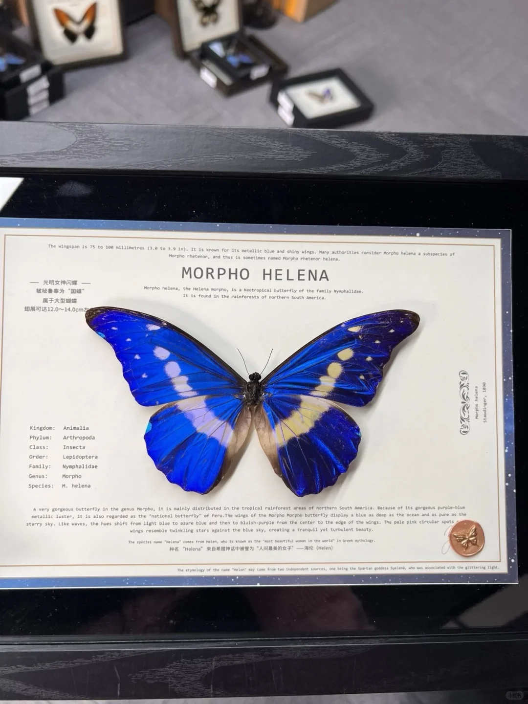 光明女神，这两只怎么选啊？499值不？