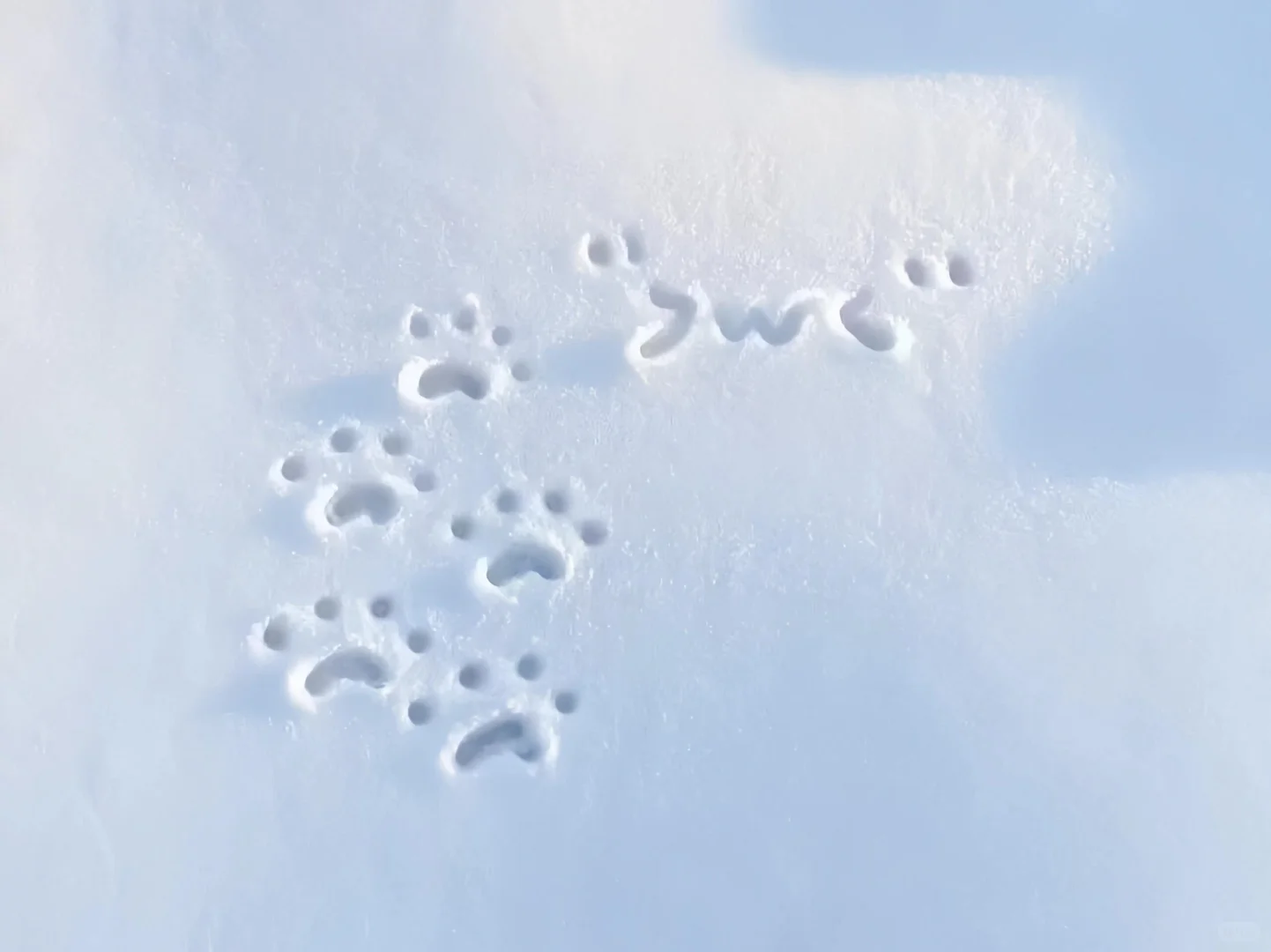 iPad壁纸｜冬雪❄️