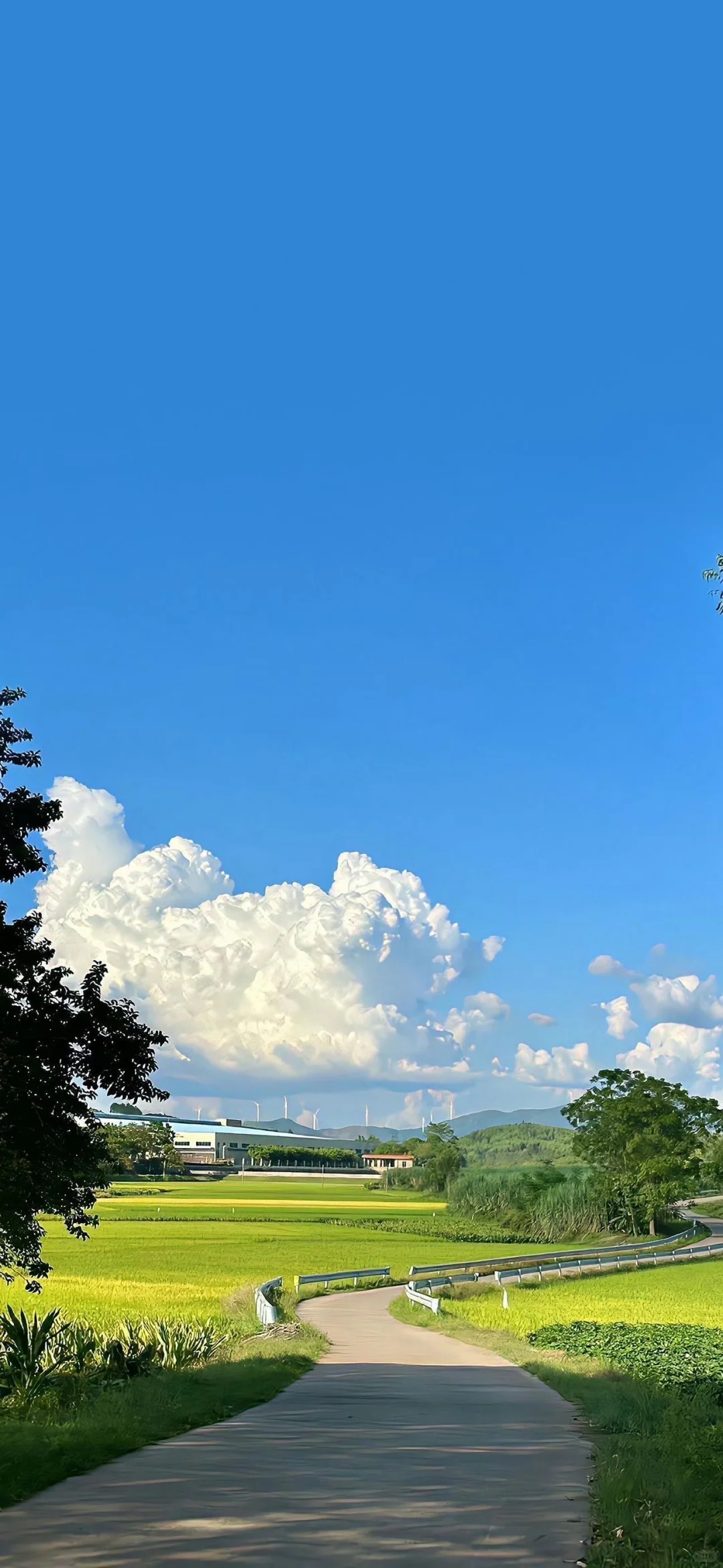 治愈系高清壁纸屏保🌲