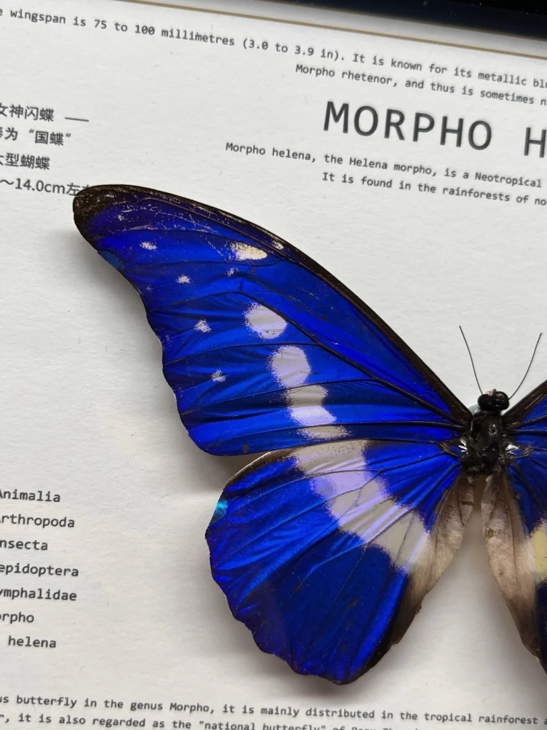 光明女神，这两只怎么选啊？499值不？