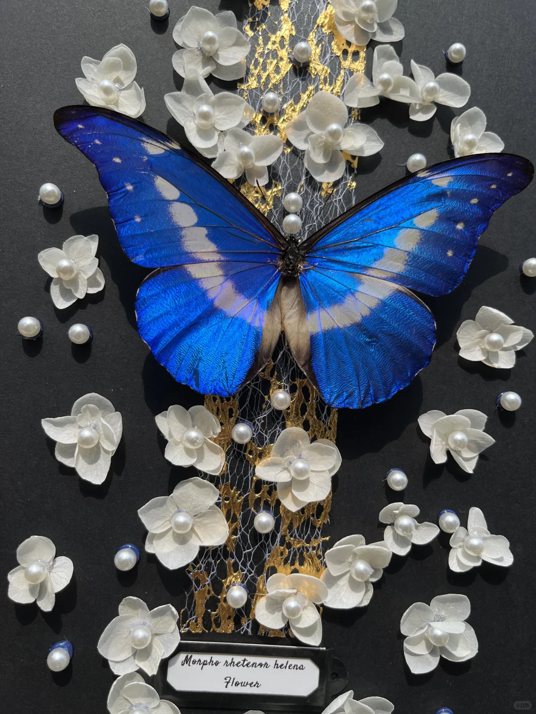 光明女神蝶就是好看！