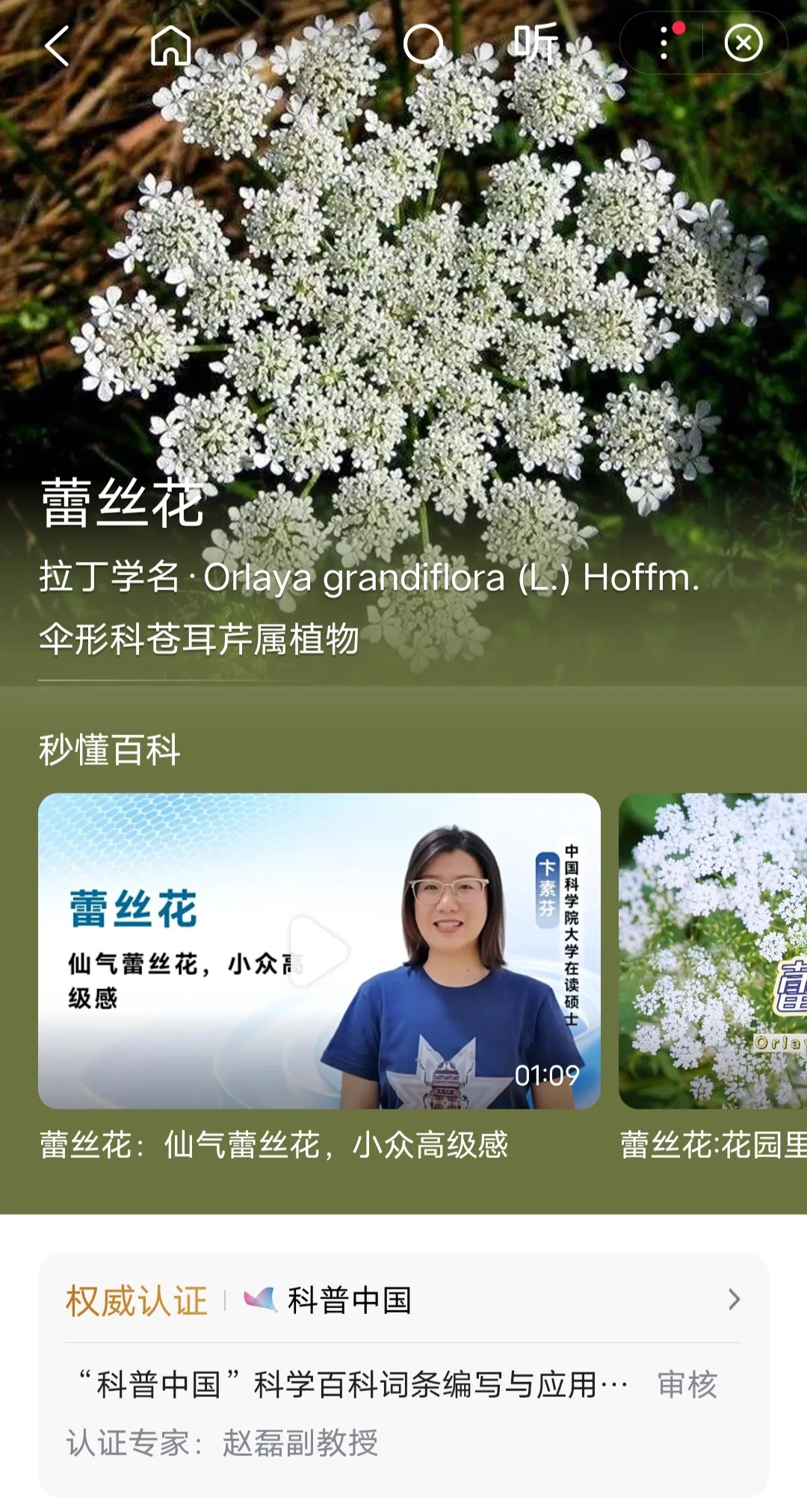 花店上班Day54.争取每天发一种花