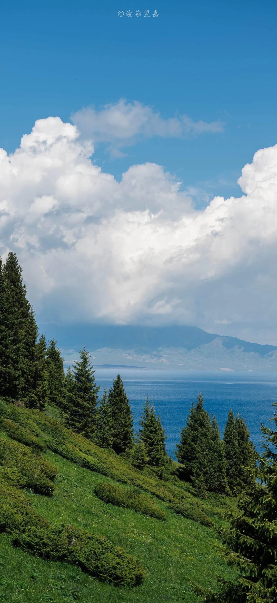 治愈系高清壁纸屏保🌲