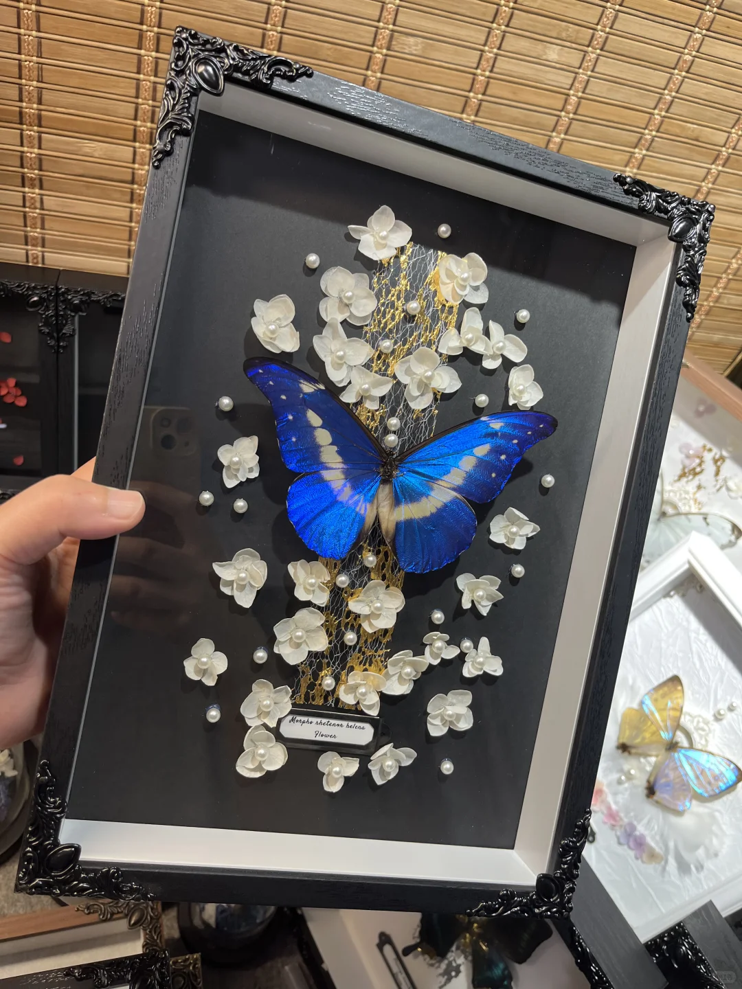 光明女神蝶就是好看！