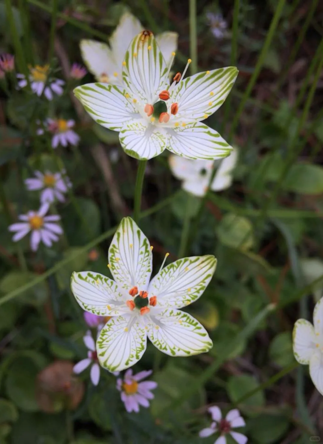 在山林间邂逅“翡翠精灵”✨梅花草