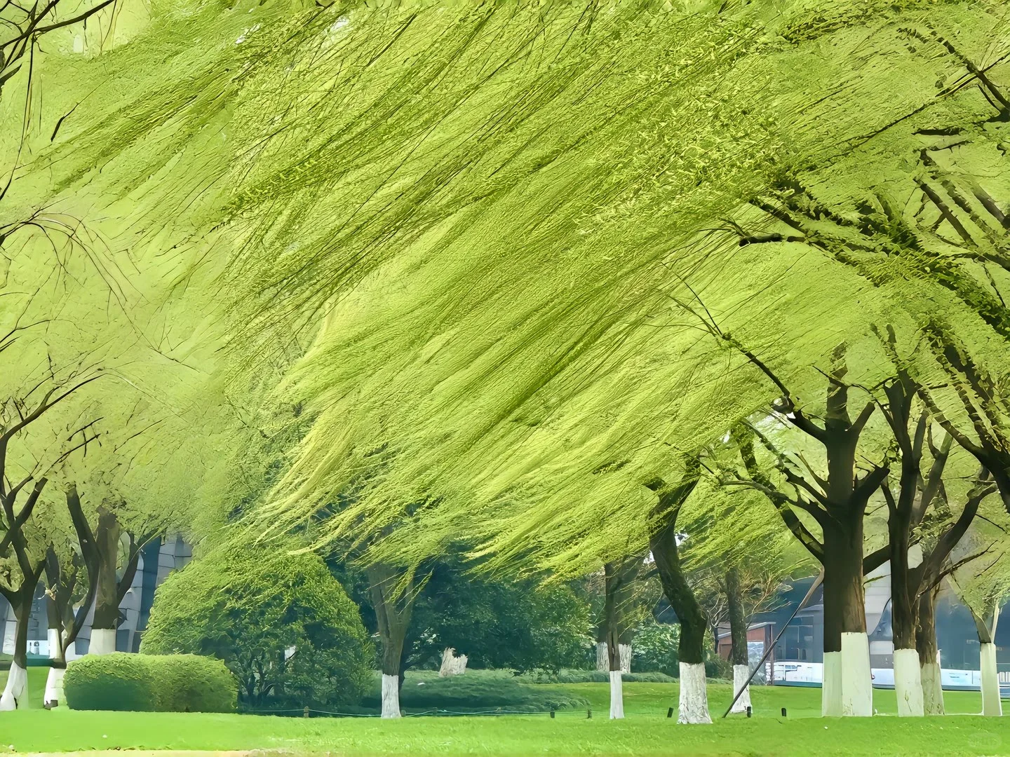 𝑺𝒉𝒂𝒓𝒆 | iPad壁纸