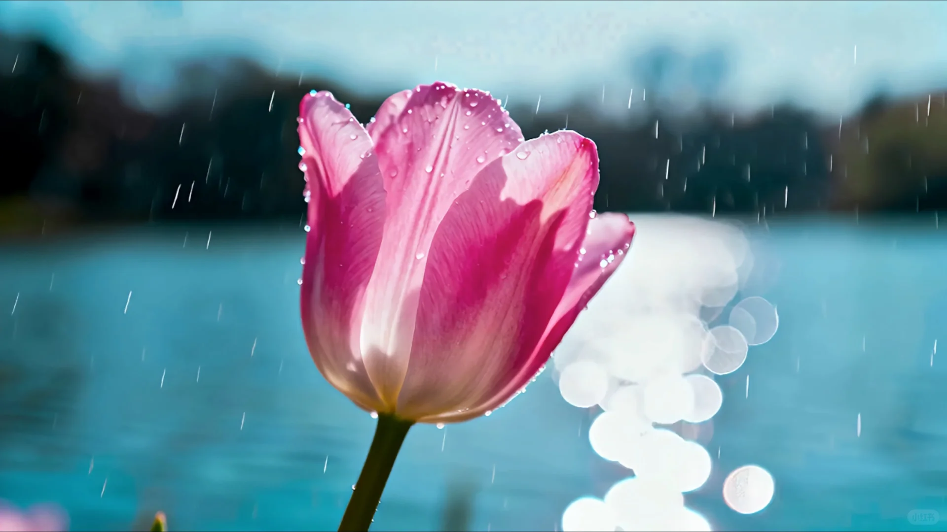 【动态壁纸】浪漫的是郁金香