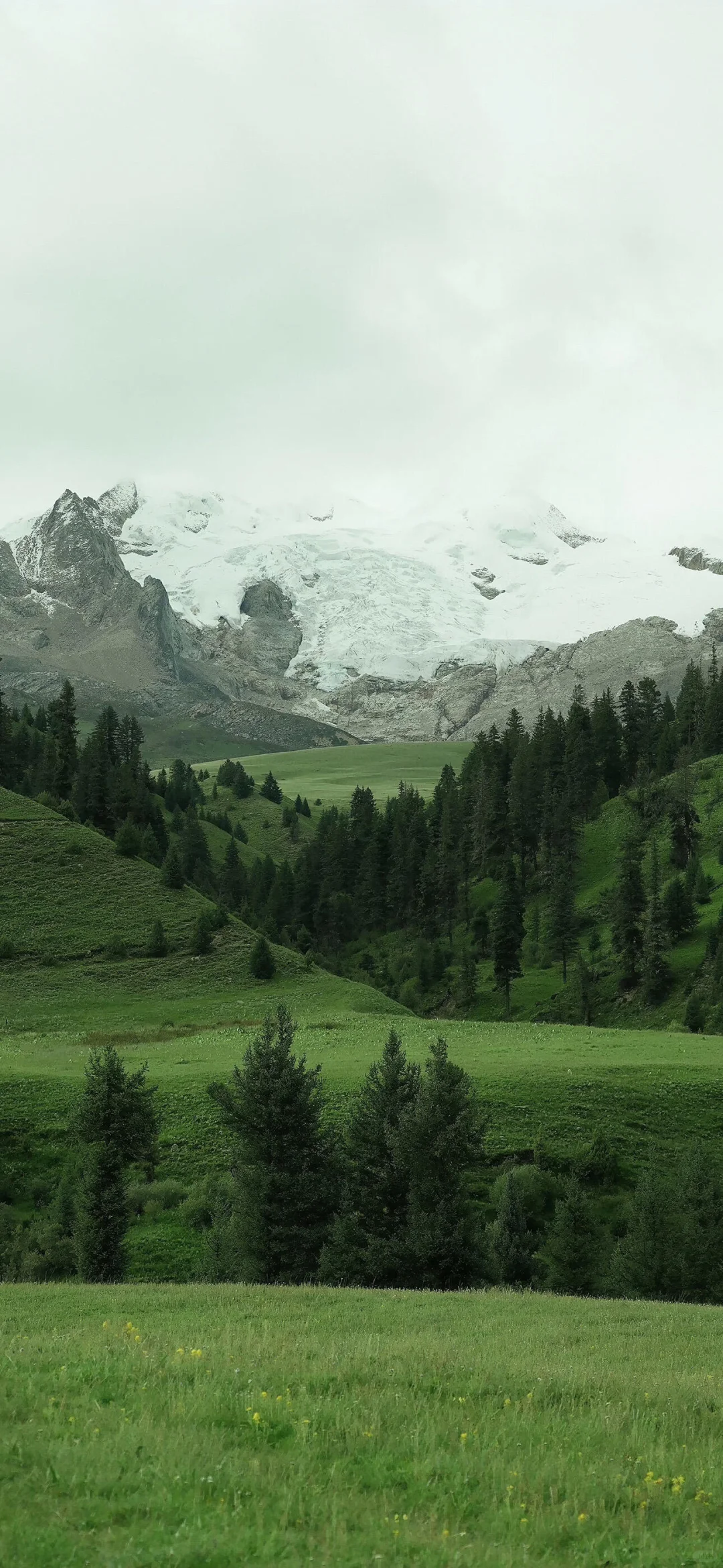 治愈系高清壁纸屏保🌲