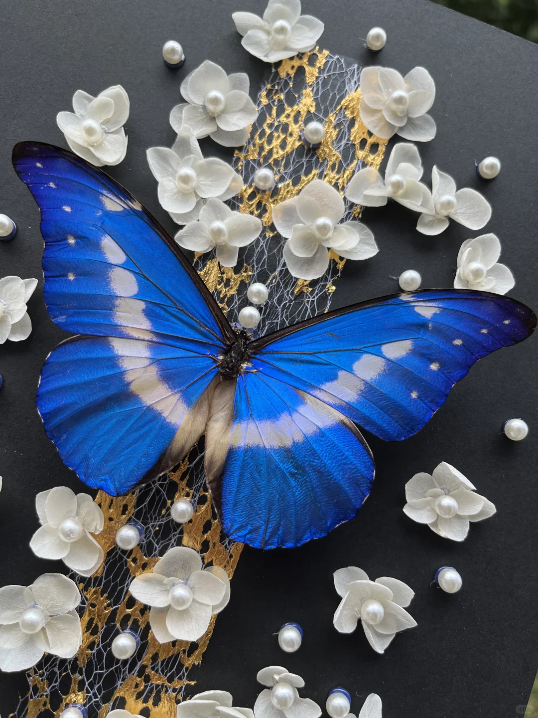 光明女神蝶就是好看！