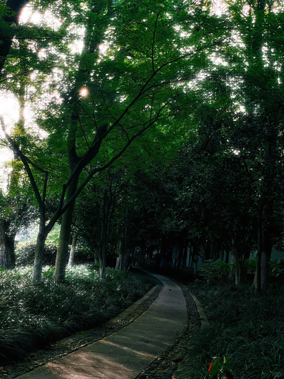 长跑的腿部线条