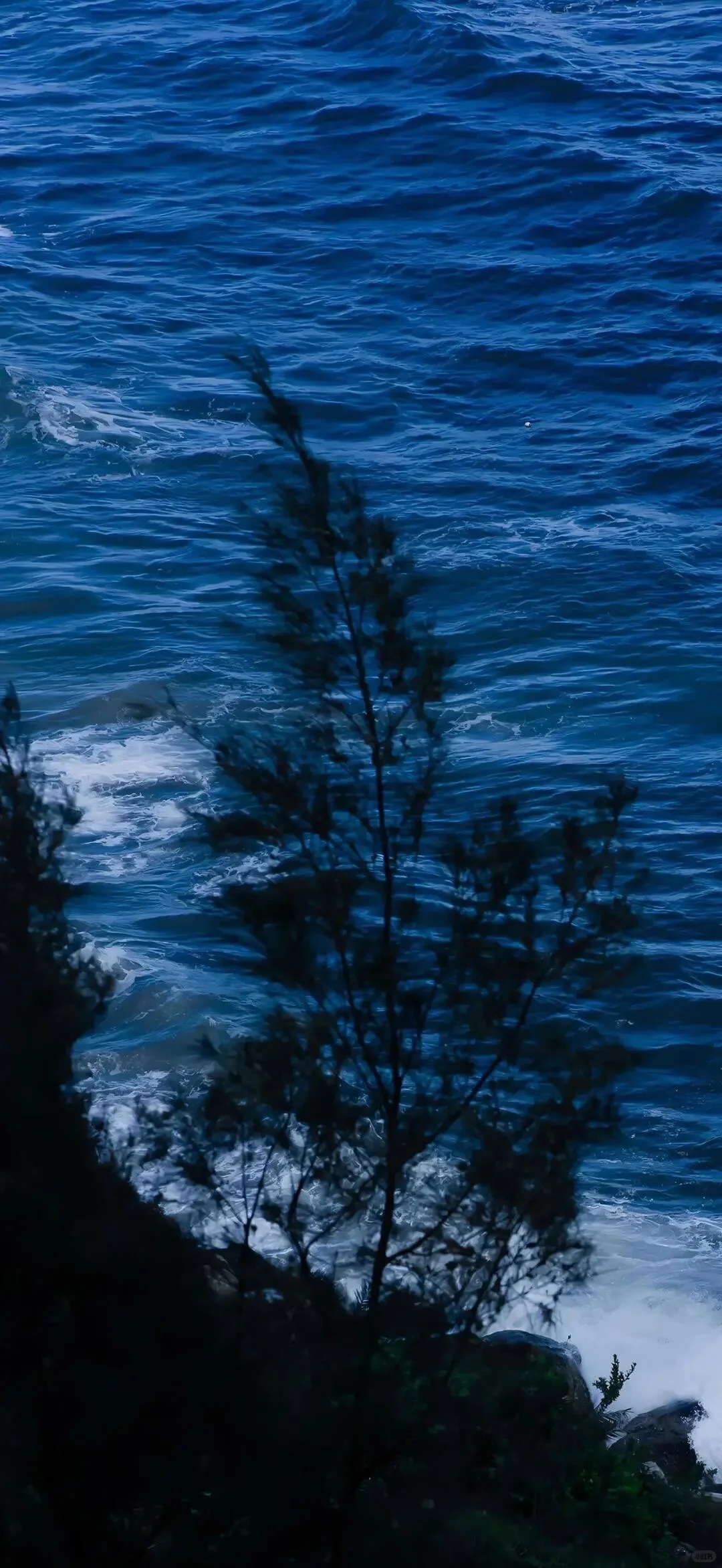 share/氛围感壁纸