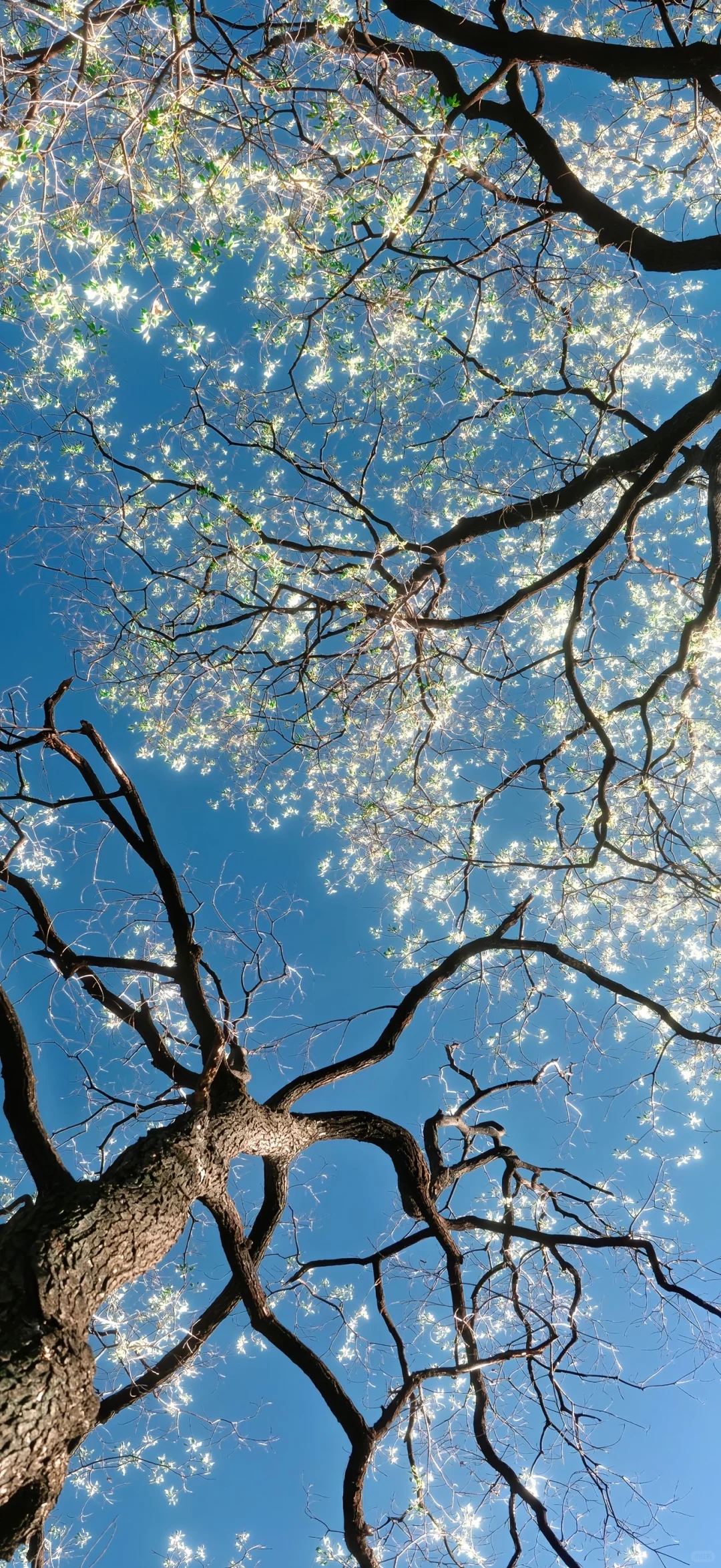 𝗦𝗵𝗮𝗿𝗲 | iPhone17 Pro Max 全屏壁纸